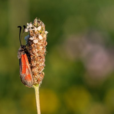 Zygaena punctum (vřetenuška čtverotečná), PR Kamenný vrch