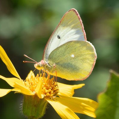 Colias palaeno (žluťásek borůvkový), PP Pohoří na Šumavě