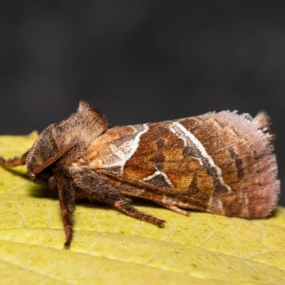 Triodia sylvina (hrotnokřídlec salátový), mokřad u Sedlece
