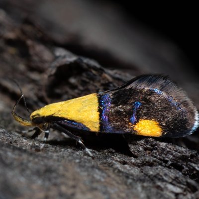 Oecophora bractella (krásněnka skvostná), Kobylí