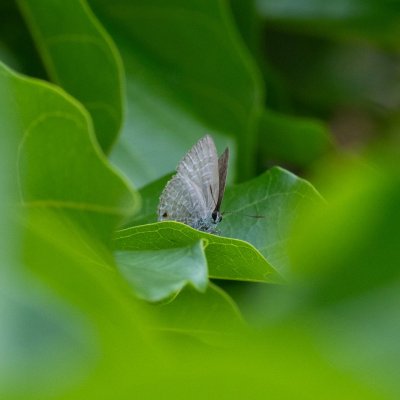 Anthene emolus (-), TH, Railay