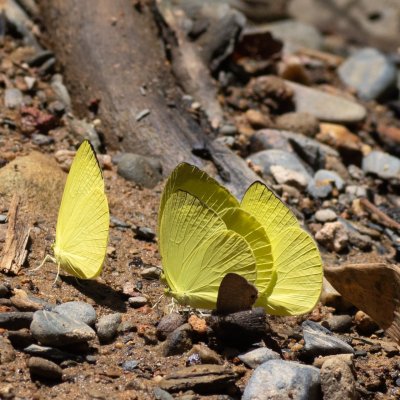 Gandaca harina (-), TH, Sri Phang Nga