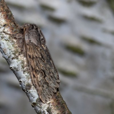 Brachionycha nubeculosa (dřevobarvec jarní), Ždánický les