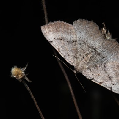 Odontognophos dumetata (šerokřídlec trnkový), PP Kamenice u Hlohovce