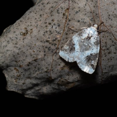 Pseudeustrotia candidula (světlopáska bělavá), Bratčice