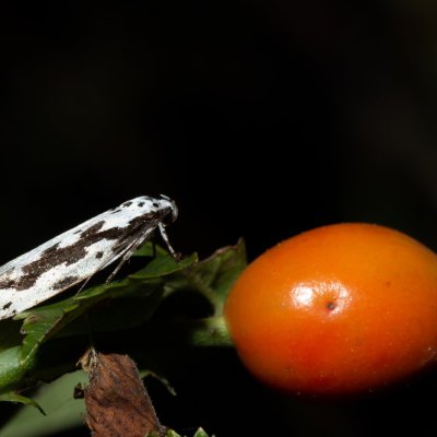 Ethmia pusiella (skvrnuška pomněnková), Hornek