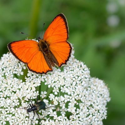 Lycaena virgaureae (ohniváček celíkový), SK, Štôla