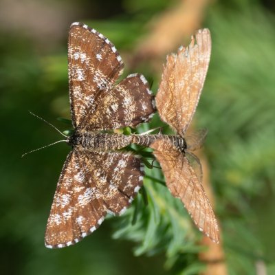 Ematurga atomaria (tmavoskvrnáč vřesový), Pohoří na Šumavě