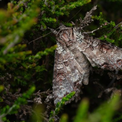 Polia hepatica (můra borůvková), PP Pohoří na Šumavě