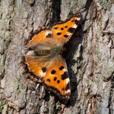 Nymphalis polychloros (babočka jilmová), Žebětín