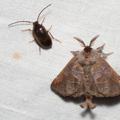 Clostera pigra (vztyčnořitka osiková), PR Svatý kopeček