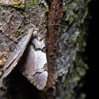 Anticlea derivata (píďalka černopruhá), Kamenný vrch