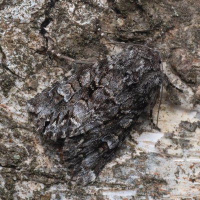 Papestra biren (můra sivá), PR Pavlovské mokřady