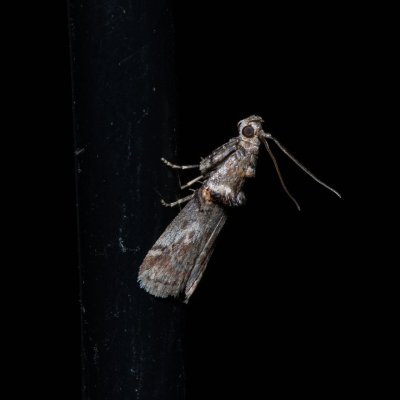 Trachonitis cristella (-), Hády - lesní lom
