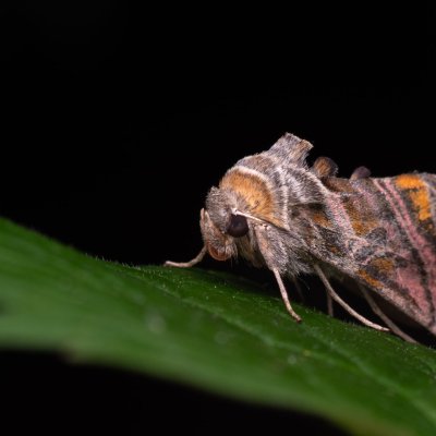 Euchalcia variabilis (kovolesklec horský), NPR Děvín