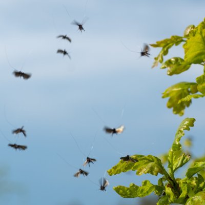 Adela reaumurella (adéla zelená), Podkomorská myslivna