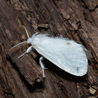 Euproctis similis (bekyně pižmová), Hodonín - Zbrod