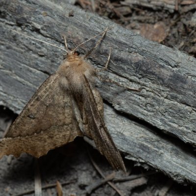 Odontopera bidentata (zejkovec dvojzubý), Devět křížů