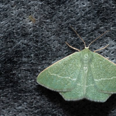 Chlorissa viridata (zelenopláštník hlohový), NPP Malhotky