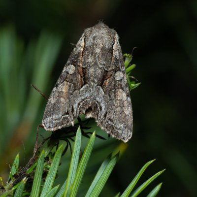 Lacanobia w-latinum (můra kručinková), PP Černice