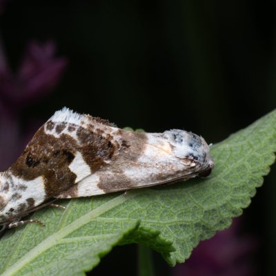 Acontia lucida (světlopáska slézová), NPP Pouzdřanská step - Kolby