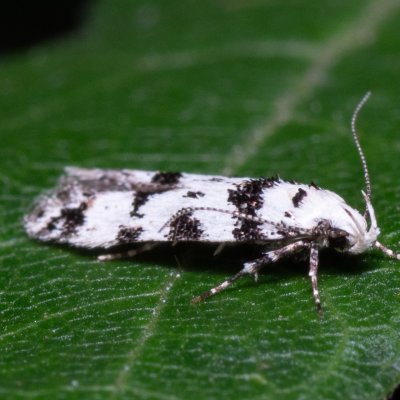 Pseudotelphusa scalella (makadlovka lišejníková), PR Kamenný vrch