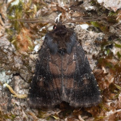 Charanyca ferruginea (blýskavka opencová), PP Prameniště Pohořského potoka