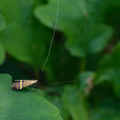 Nemophora degeerella (adéla pestrá), Podkomorské lesy