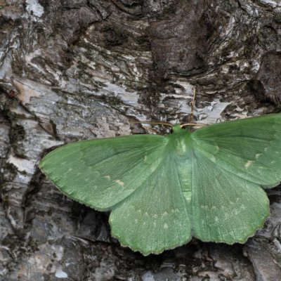 Geometra papilionaria (zelenopláštník březový), NPR Radostínské rašeliniště