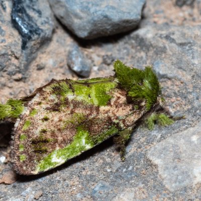 Chloroceramis viridinota (-), TH, Khao Sok
