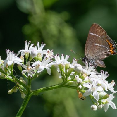 Satyrium w-album (ostruháček jilmový), Helenčino údolí