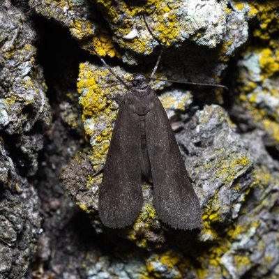 Episcythrastis tetricella (-), PP Střelický les