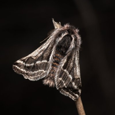 Lycia zonaria (drsnokřídlec bělopásný), PP Člupy