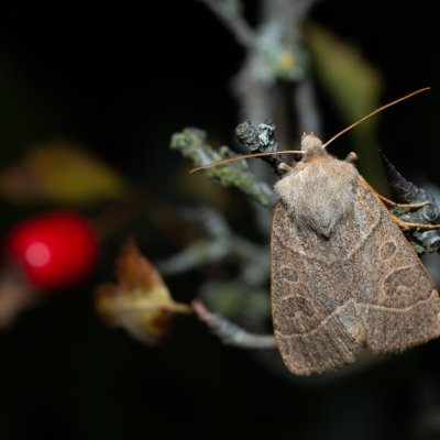 Mesogona acetosellae (osenice trnková), PP Kavky