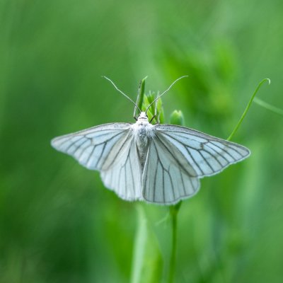 Siona lineata (bělokřídlec luční), PP Obůrky - Třeštěnec