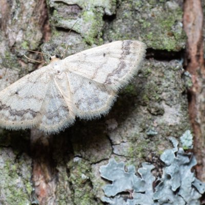 Idaea biselata (žlutokřídlec čtverotečný), Žebětín