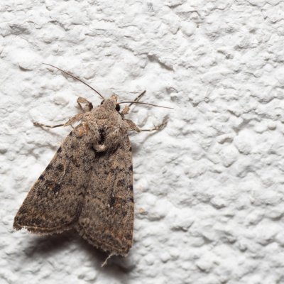 Caradrina clavipalpis (blýskavka čtyřtečná), IT, Pfelders - Plan, Jižní Tyrolsko