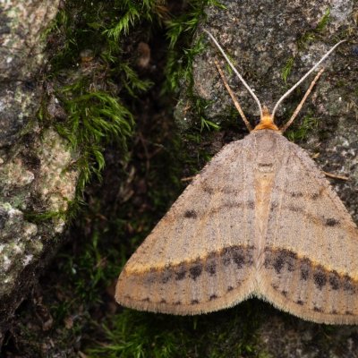 Isturgia arenacearia (kropenatec čičorkový), NPP Jeskyně Pekárna