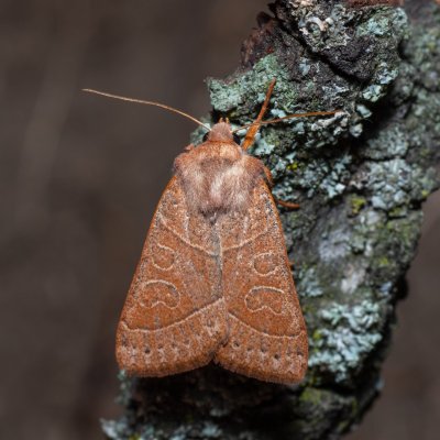 Mesogona acetosellae (osenice trnková), PP Milovická stráň