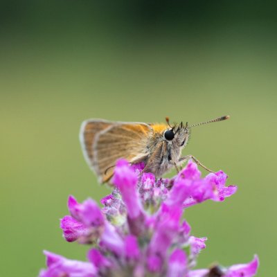 Thymelicus sylvestris (soumračník metlicový), SK, Štôla