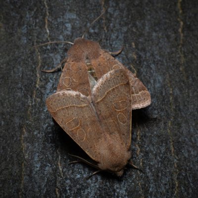 Orthosia cerasi (jarnice lipová), Žebětín