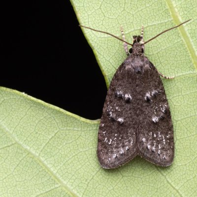 Luquetia lobella (-), Čebín - bývalý lom