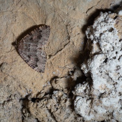 Triphosa dubitata (píďalka jeskynní), jeskyně Jáchymka