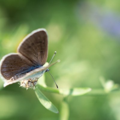 Glaucopsyche alexis (modrásek kozincový), Hády