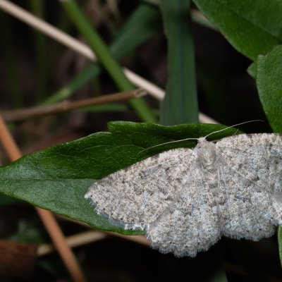 Charissa pullata (šerokřídlec tymiánový), NPR Děvín