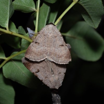 Lygephila craccae (hnědopáska vikvicová), HR, Jablanac