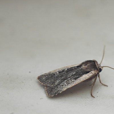 Ochropleura plecta (osenice čekanková), Daremní