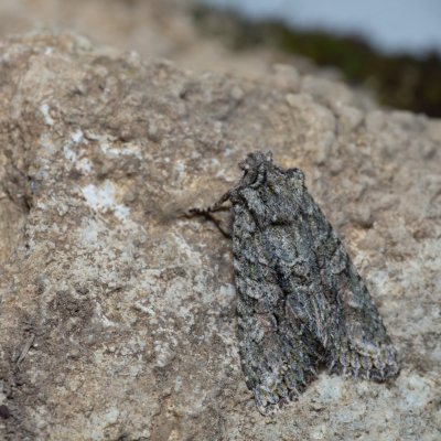 Dryobotodes eremita (pestroskvrnka dubová), PP Kavky