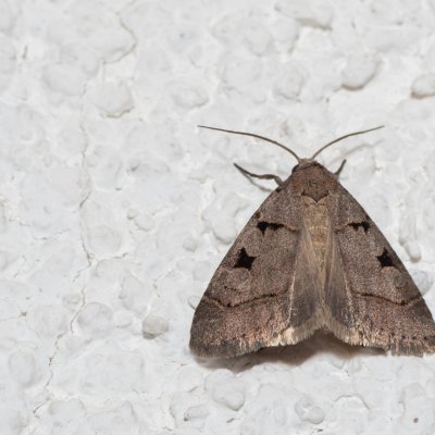 Praestilbia armeniaca (-), HR, Jablanac