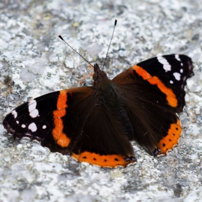 Vanessa atalanta (babočka admirál), SK, pod Popradským plesem, Tatry